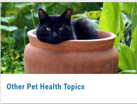Pet Health Topics