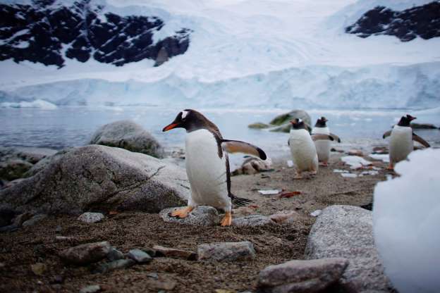 Wild penguins knowlage